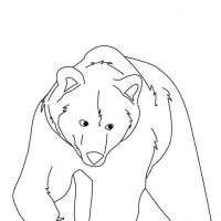 Desenhos para colorir Ursos