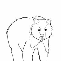 Desenhos para colorir Ursos