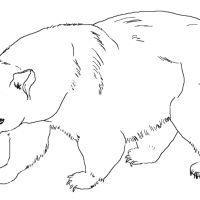 Desenhos para colorir Ursos