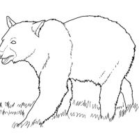 Desenhos para colorir Ursos