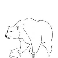 Desenhos para colorir Ursos
