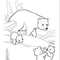 Desenhos para colorir Ursos