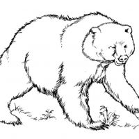 Desenhos para colorir Ursos