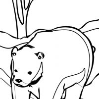 Desenhos para colorir Ursos