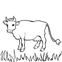 Vacas