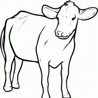 Vacas