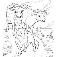 Vacas