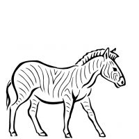 Desenhos para colorir Zebras