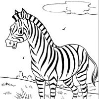 Desenhos para colorir Zebras