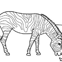 Zebras
