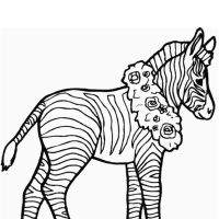 Zebras