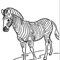 Zebras