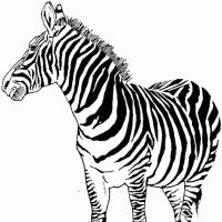 Desenhos para colorir Zebras
