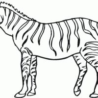 Desenhos para colorir Zebras