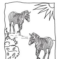 Desenhos para colorir Zebras