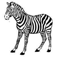 Desenhos para colorir Zebras